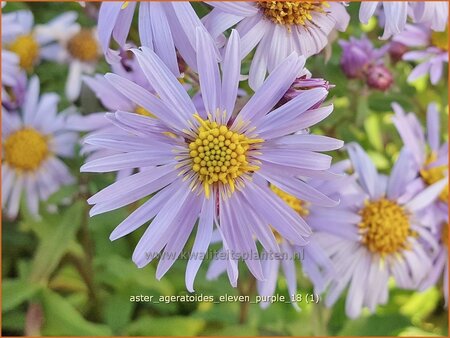 Aster 'Eleven Purple'