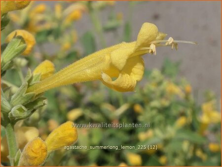 Agastache 'Summerlong Lemon'