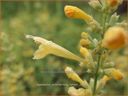 Agastache 'Summerlong Lemon'