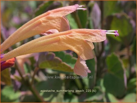 Agastache 'Summerlong Peach'