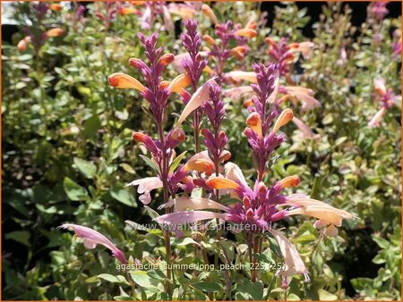 Agastache 'Summerlong Peach'