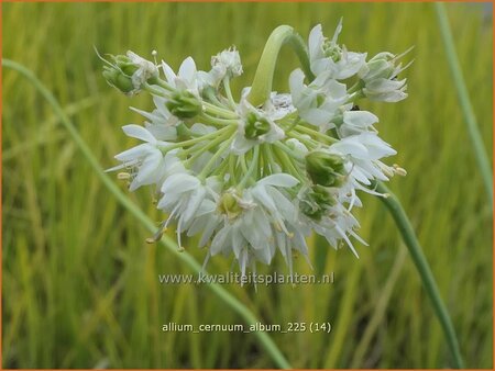Allium cernuum 'Album'