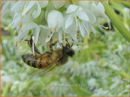 Allium cernuum 'Album'