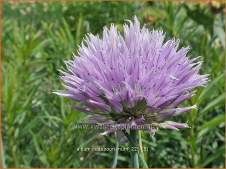Allium ledebourianum