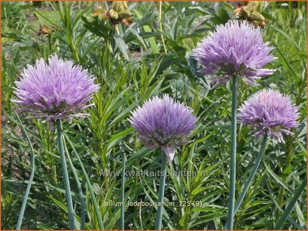 Allium ledebourianum