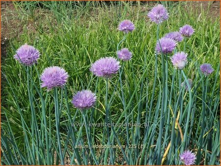 Allium ledebourianum