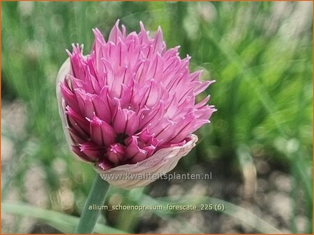 Allium schoenoprasum 'Forescate'