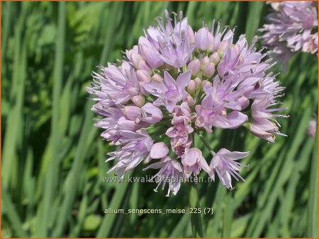 Allium senescens 'Meise'