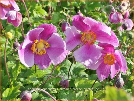 Anemone hupehensis 'Summer Breeze Picotee'
