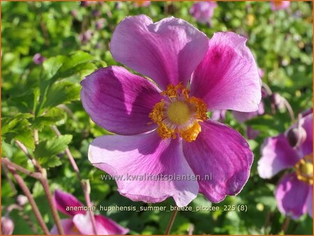 Anemone hupehensis 'Summer Breeze Picotee'