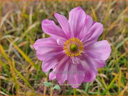 Anemone hybrida 'Harlequin Pastel'