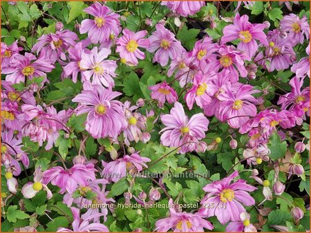 Anemone hybrida 'Harlequin Pastel'