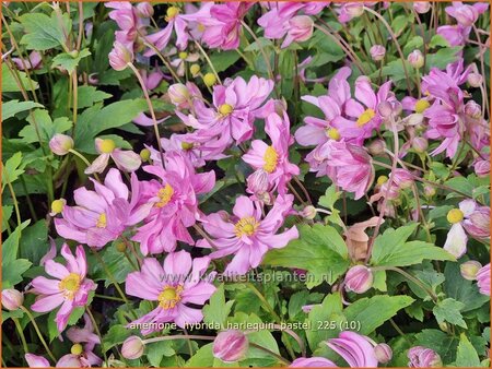 Anemone hybrida 'Harlequin Pastel'