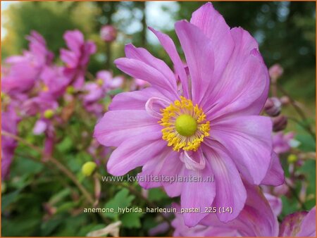 Anemone hybrida 'Harlequin Pastel'