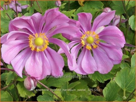 Anemone hybrida 'Harlequin Pastel'