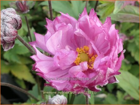 Anemone hybrida 'Puff Pink'