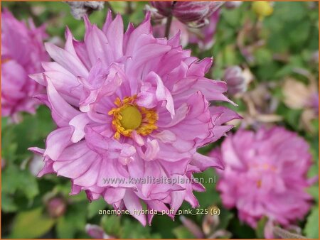 Anemone hybrida 'Puff Pink'