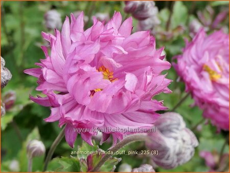 Anemone hybrida 'Puff Pink'