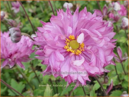 Anemone hybrida 'Puff Pink'