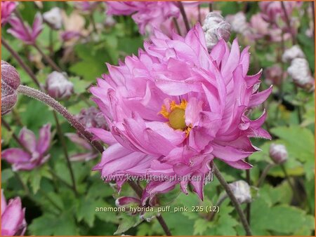 Anemone hybrida 'Puff Pink'