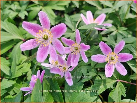 Anemone nemorosa 'Marie Rose'