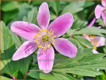Anemone nemorosa 'Marie Rose'