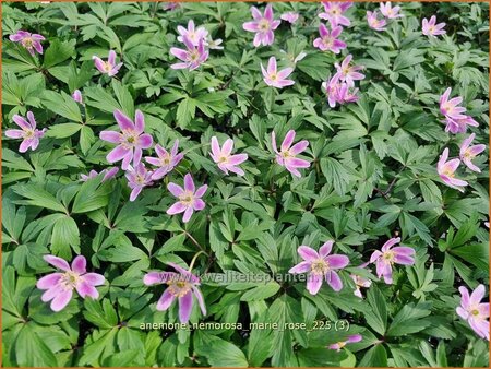 Anemone nemorosa 'Marie Rose'