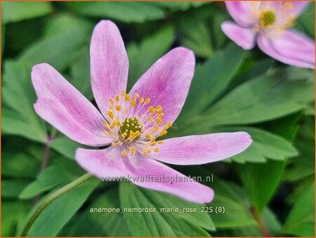 Anemone nemorosa 'Marie Rose'