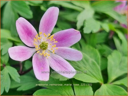 Anemone nemorosa 'Marie Rose'