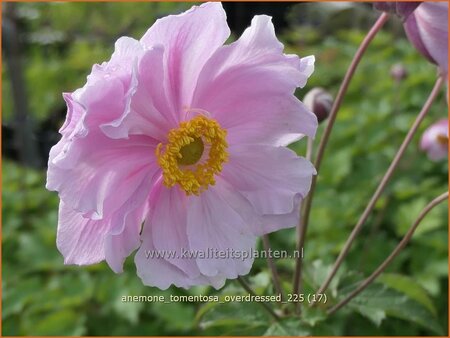 Anemone tomentosa 'Overdressed'