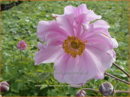 Anemone tomentosa 'Overdressed'