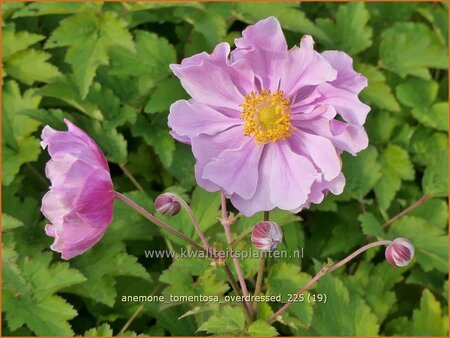 Anemone tomentosa 'Overdressed'