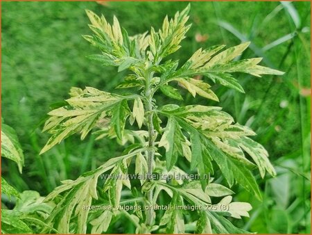 Artemisia vulgaris 'Oriental Limelight'