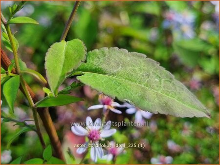 Aster cordifolius 'Ideal'