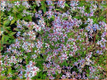 Aster cordifolius 'Ideal'