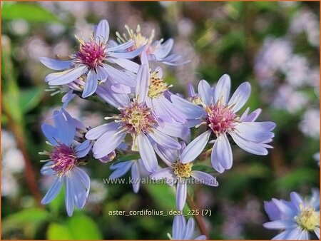 Aster cordifolius 'Ideal'