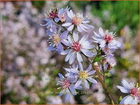 Aster cordifolius 'Ideal'