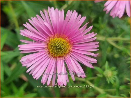 Aster novae-angliae 'Rosa Sieger'