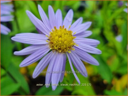 Aster novi-belgii 'Blaue Nachhut'