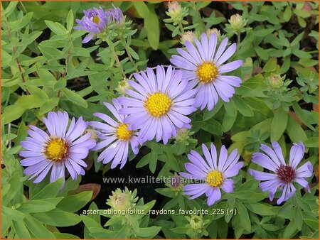 Aster oblongifolius 'Raydon's Favourite'