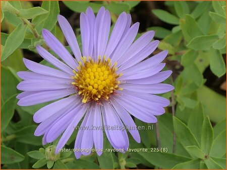 Aster oblongifolius 'Raydon's Favourite'