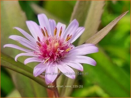 Aster 'Small-Ness'