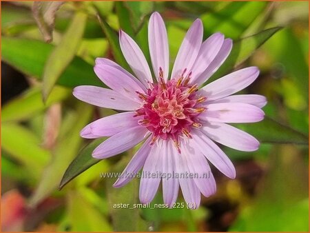 Aster 'Small-Ness'