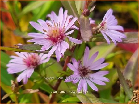 Aster 'Small-Ness'