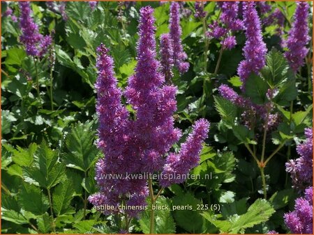 Astilbe chinensis 'Black Pearls'
