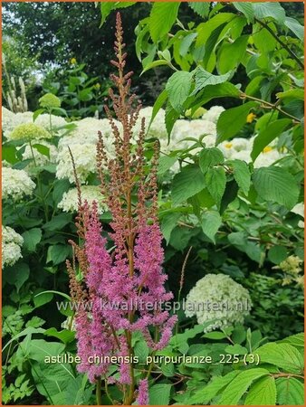Astilbe chinensis 'Purpurlanze'