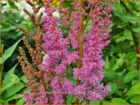Astilbe chinensis 'Purpurlanze'