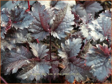 Astilbe 'Dark Side of the Moon'