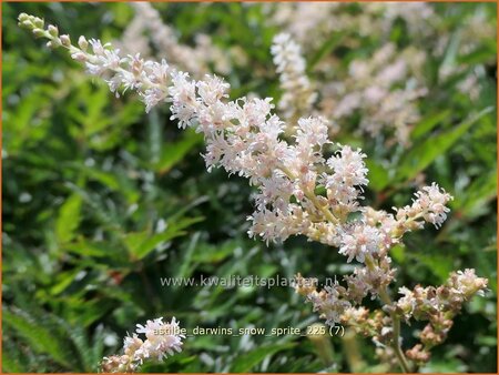 Astilbe 'Darwins Snow Sprite'