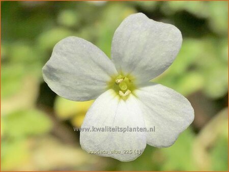 Aubrieta 'Alba'